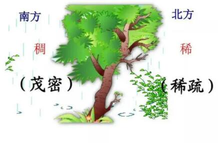 陰雨天用什么辨別方向(陰雨天辨別方位的方法)